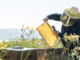 Sei un apicoltore e desideri salvare le tue api dall'acaro varroa?