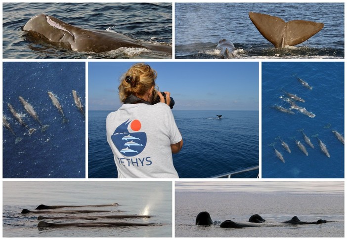 Eccezionali incontri con gruppi di capodogli e neonati: il Santuario dei cetacei ancora più importante per la loro tutela (Foto e Video)