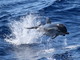 Imperia: sabato prossimo al Museo Navale torna l'atteso appuntamento con 'Sulla rotta dei delfini'