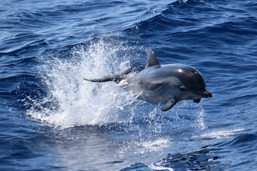 Imperia: sabato prossimo al Museo Navale torna l'atteso appuntamento con 'Sulla rotta dei delfini'