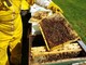 Giornata mondiale della api, Coldiretti: “Apicoltura salva il 75% dell’agricoltura Made in Italy”