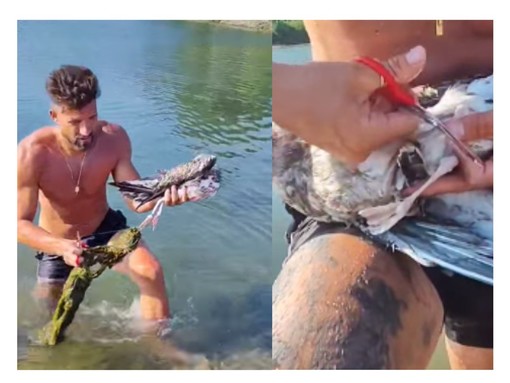 Emergenza Val Nervia salva gabbiano reale che stava affogando nell'oasi tra Camporosso e Ventimiglia (Foto e video)