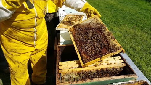 Giornata mondiale della api, Coldiretti: “Apicoltura salva il 75% dell’agricoltura Made in Italy”