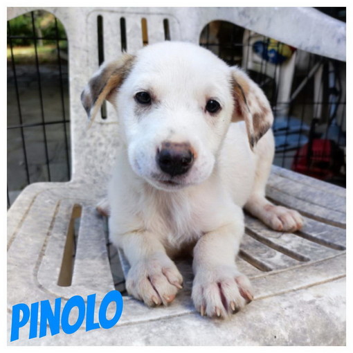 Imperia: il cucciolo Pinolo cerca una nuova famiglia