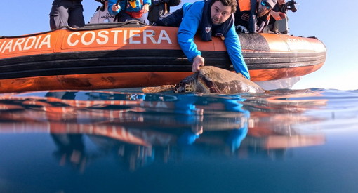 Andrea, la tartaruga trovata a Sanremo, oggi è tornata libera dopo essere stata curata a Genova (Foto e Video)