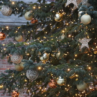 Gli italiani si preparano a fare l'albero di Natale, Coldiretti: &quot;La maggioranza delle famiglie sceglie quello sintetico, dannoso per l'ambiente&quot;
