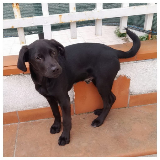 Sanremo: Chicco cucciolo di cinque mesi, cerca una nuova famiglia