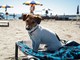 A Diano Marina arriva la spiaggia per i cani: il consiglio comunale approva il regolamento