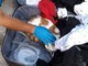 Diano Marina, gatto abbandonato e rinchiuso dentro una valigia. Volontari indignati: “Non respirava, ma la gente quanto è cattiva?”
