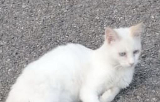 San Lorenzo al Mare: è stato smarrito un gatto si cercano notizie