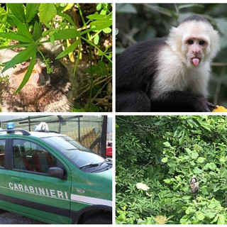 Caccia ‘grossa’ a Torre Paponi: catturata dopo due giorni di appostamenti una scimmia cappuccina (foto e video)