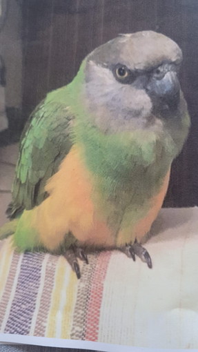 Imperia: mercoledì scorso si è persa la pappagallina Mimi (foto), l'appello dei proprietari